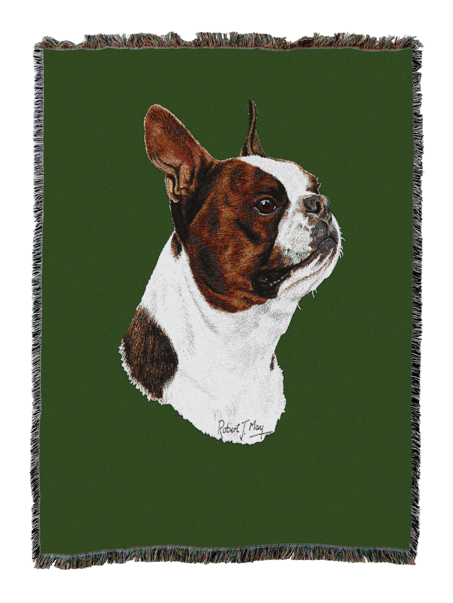Boston Terrier Brown