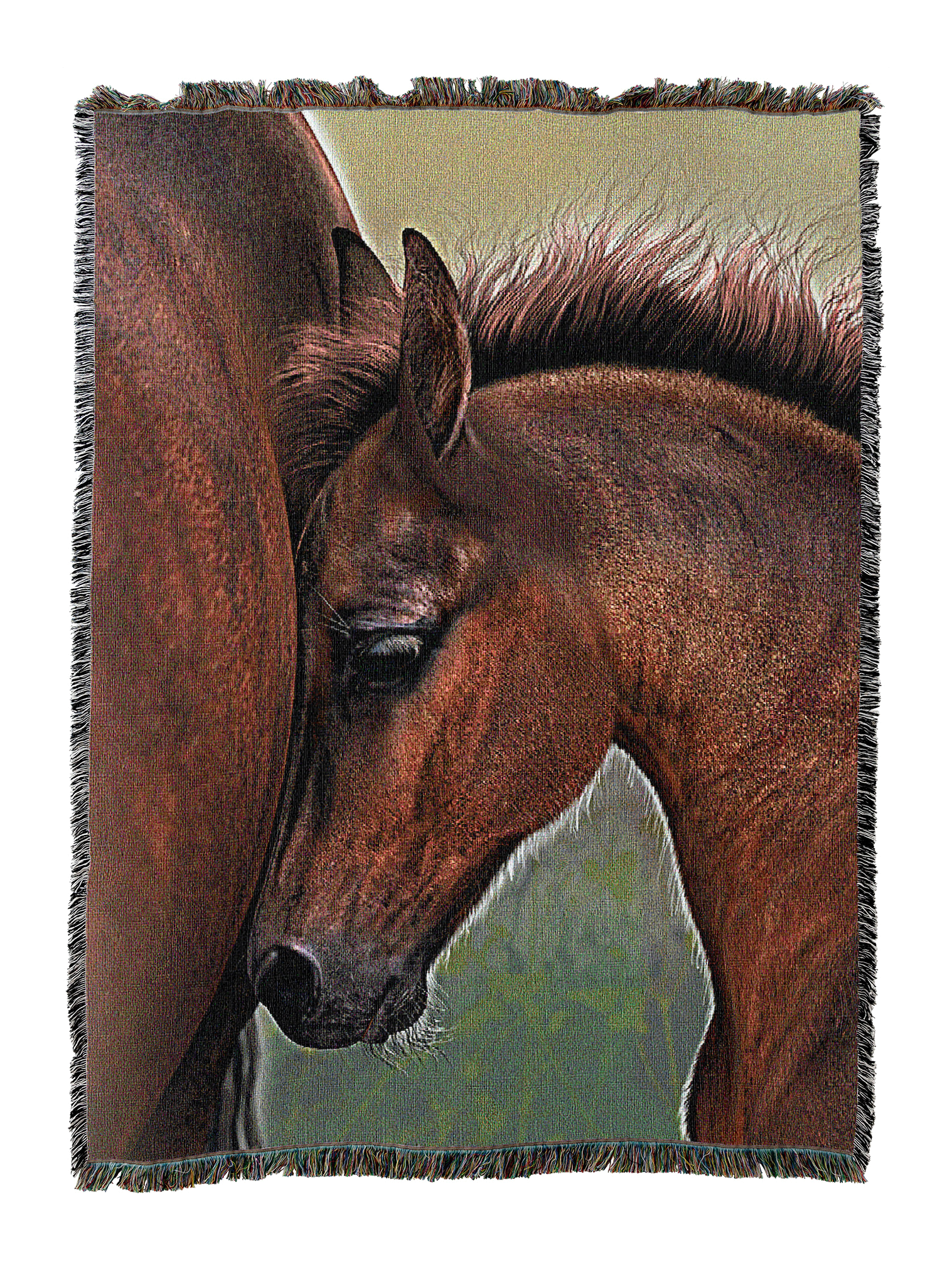 Animals - Horses