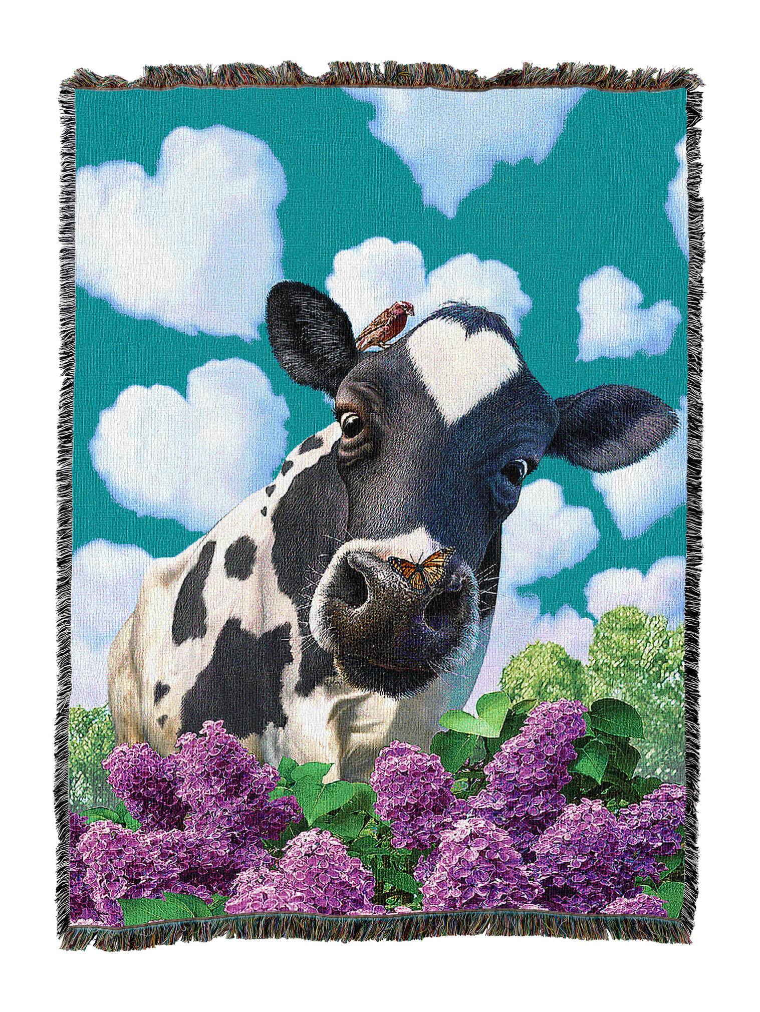 Animals - Cute & Funny - Cows