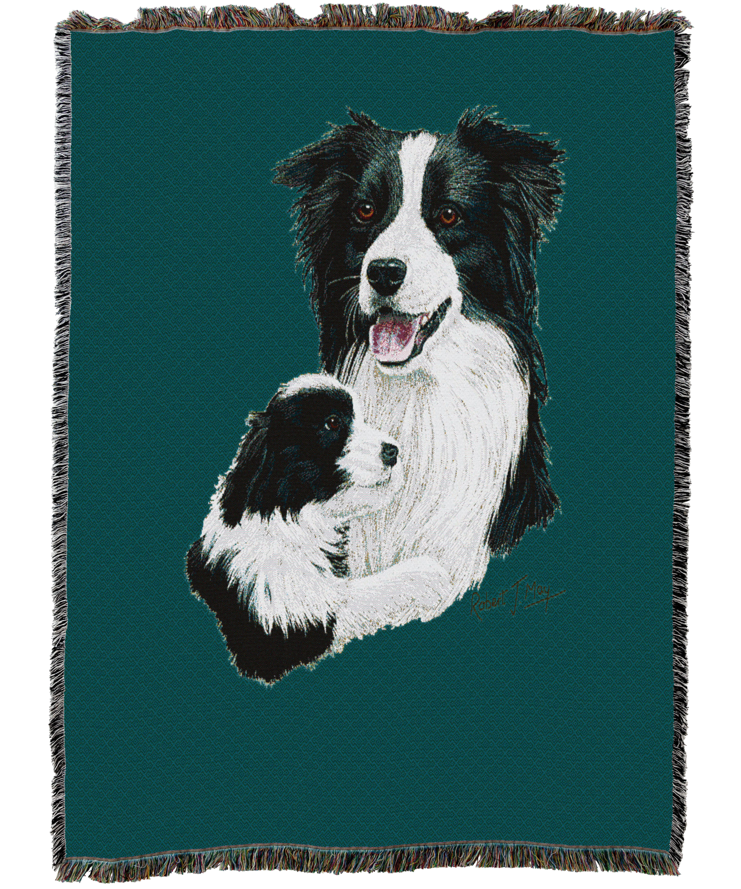 Border Collie With Puppy Blanket