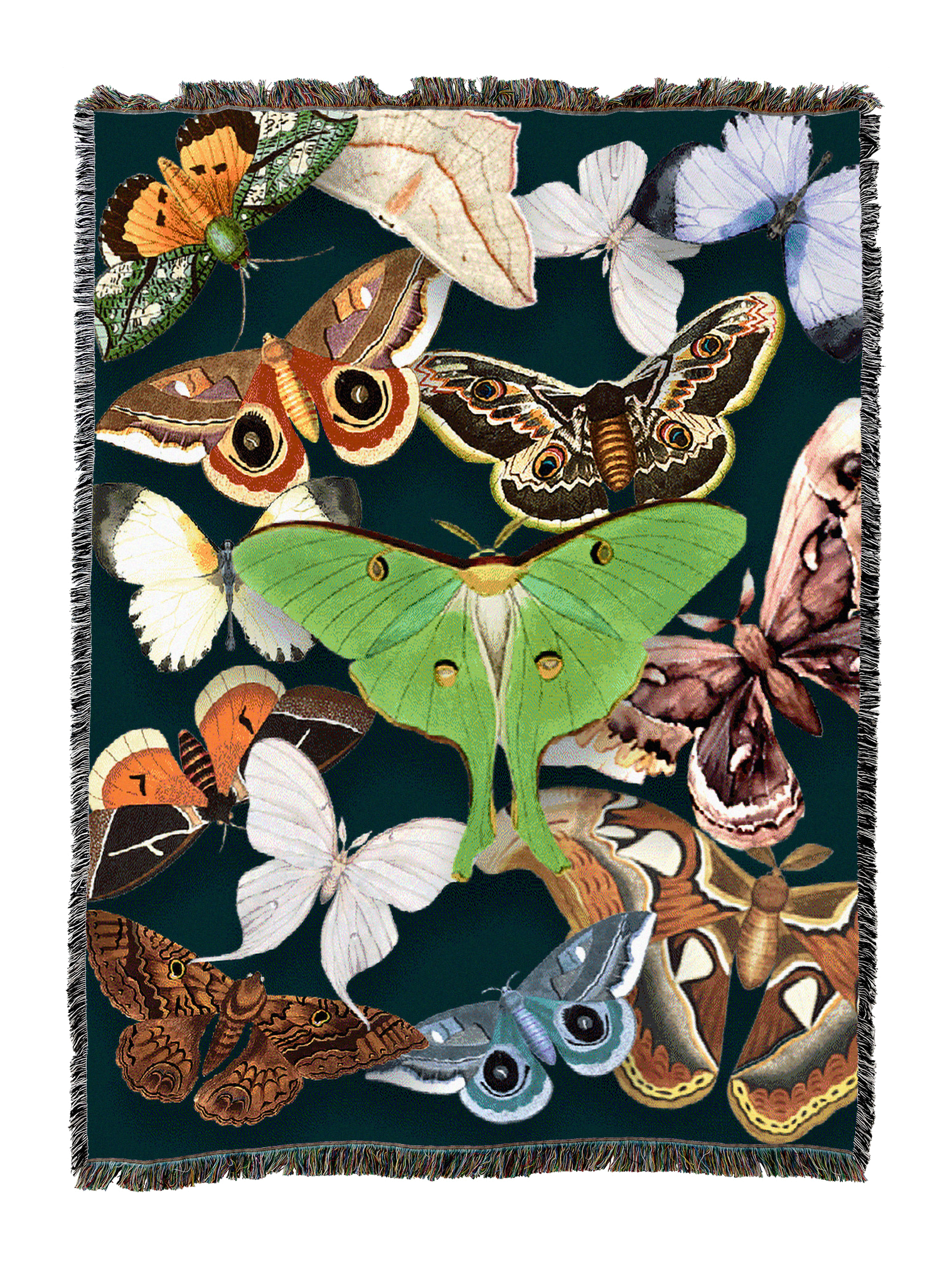 Moths On Emerald Blanket